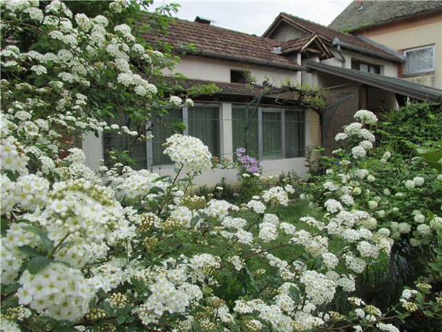 spirea detalj